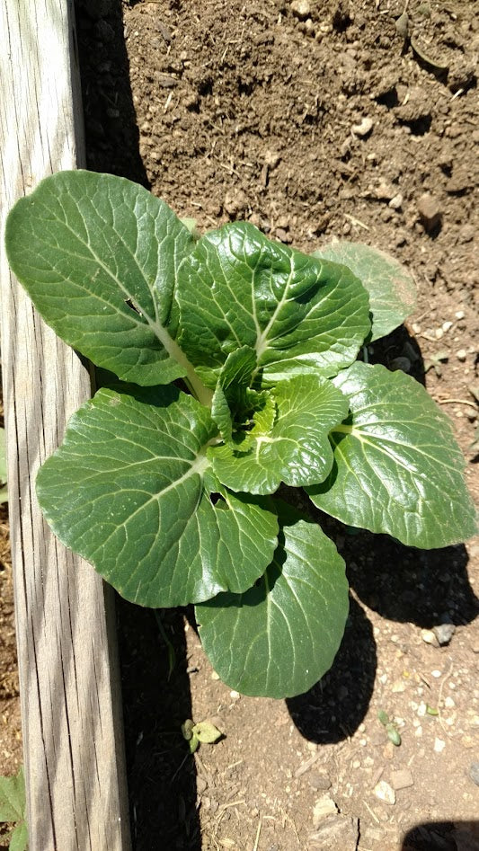 Extra Dwarf Pak Choy Cabbage – Mary's Heirloom Seeds