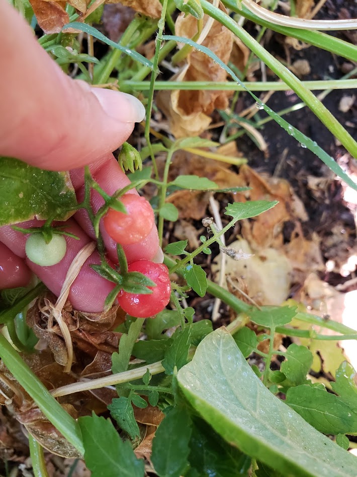 Wild Everglades Tomato – Mary's Heirloom Seeds