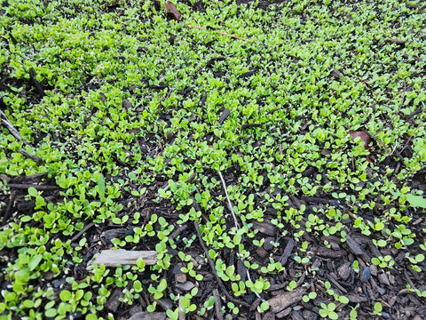 Ruby Red Lettuce BULK Microgreen Seeds