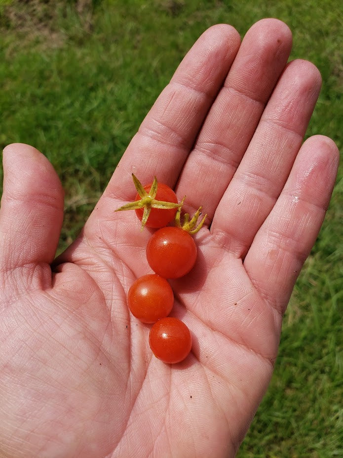 Mexico Midget Tomato