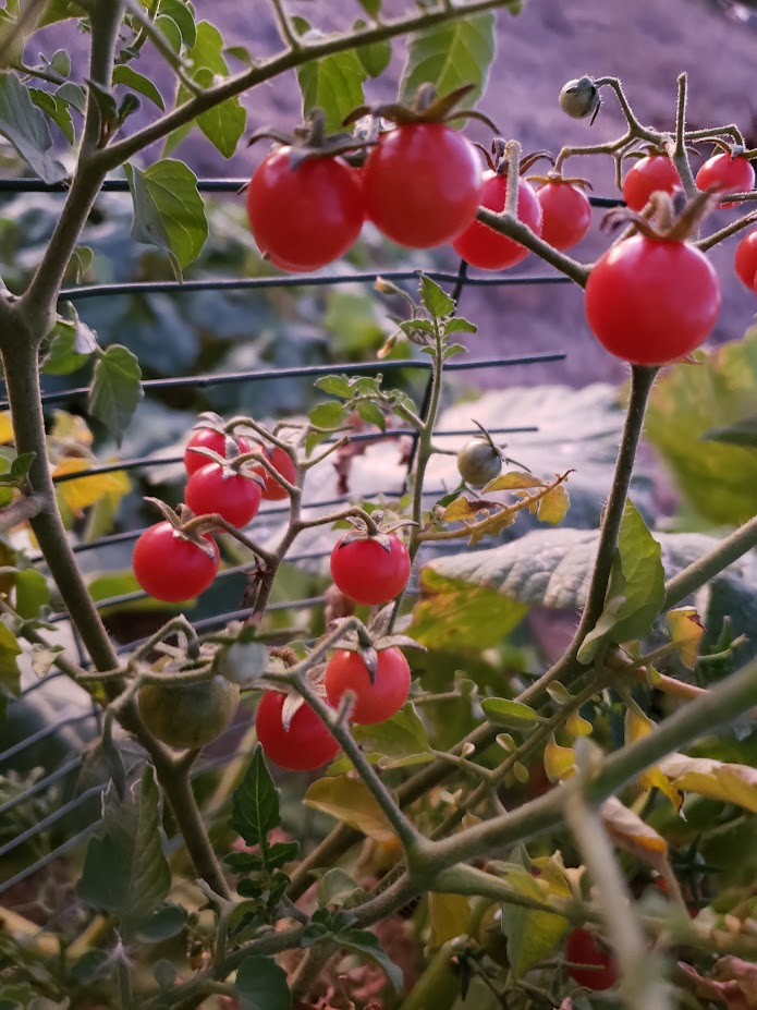 Small Red Cherry Tomato – Mary's Heirloom Seeds