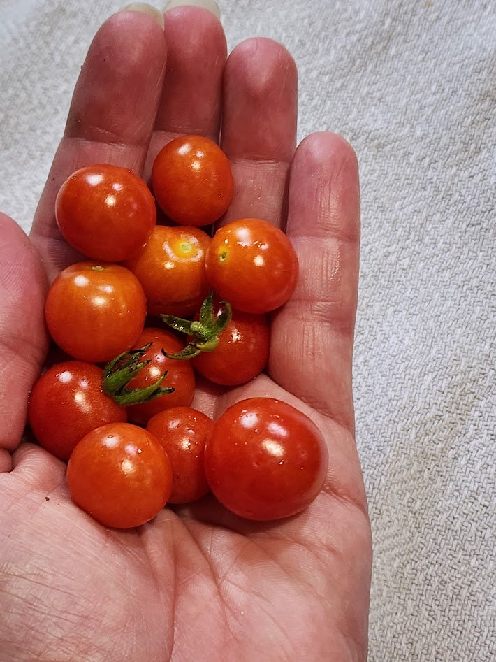Tommy Toe Tomato