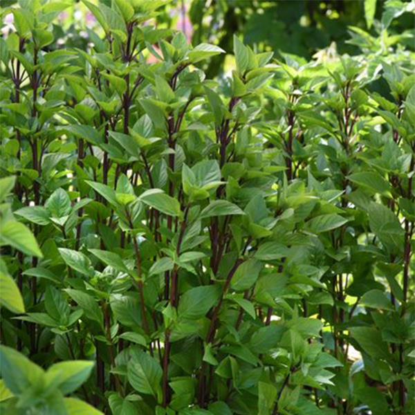 Everleaf Thai Towers Basil