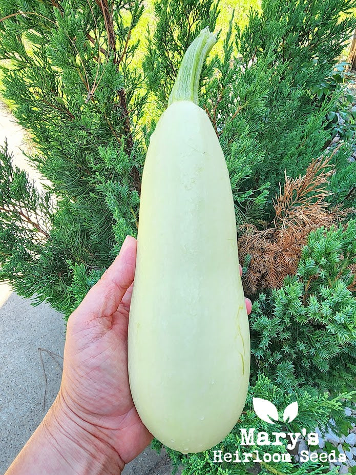 Trieste White Zucchini – Mary's Heirloom Seeds