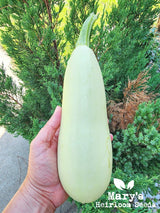 Trieste White Zucchini