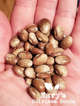 Turkey Craw Bean