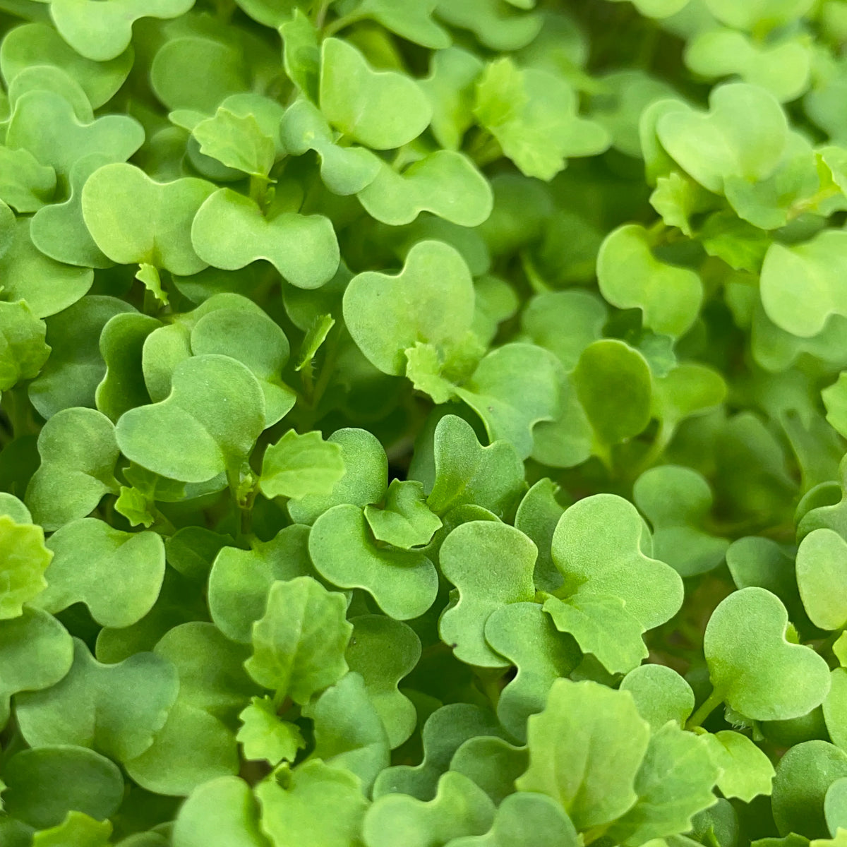 Wasabi Mustard Microgreens – Mary's Heirloom Seeds