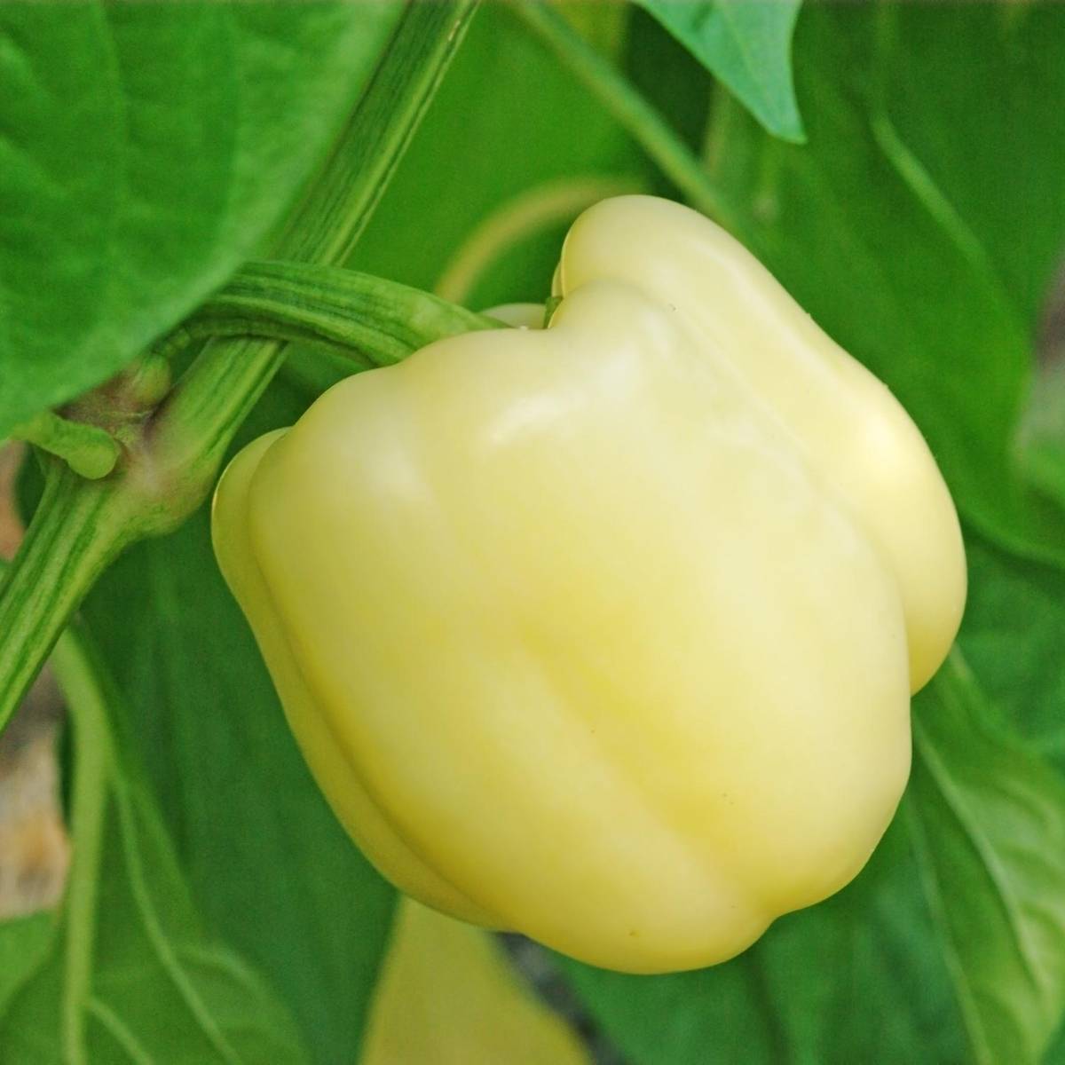 White Cloud Bell Pepper