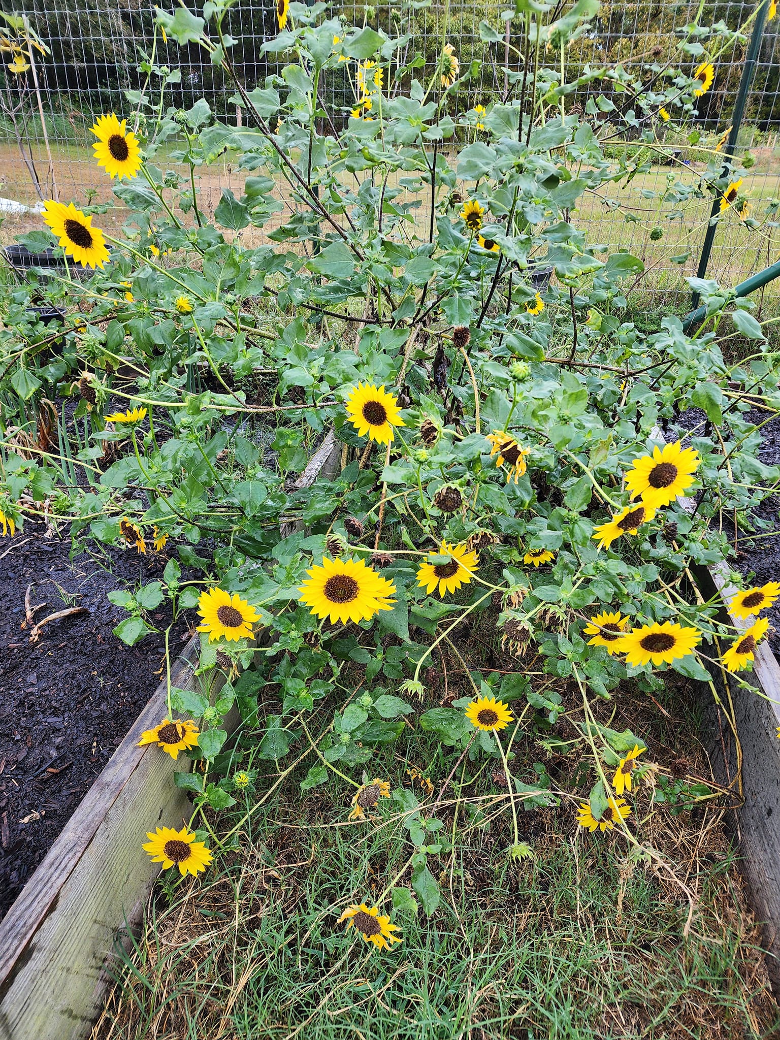 Sunflower, Wild – Mary's Heirloom Seeds