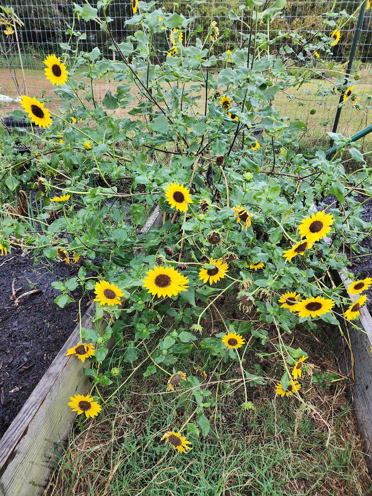 Sunflower, Wild