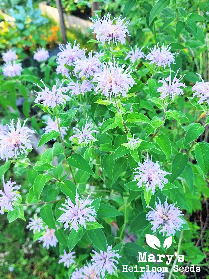 lavender bergamot plant Wild Bergamot