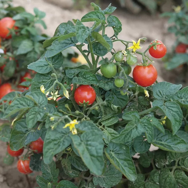 miniature tomato plant seeds Tiny Tim Cherry Tomato (Solanum lycopersicum) Determinate
