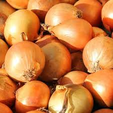 Yellow Sweet Spanish Onion BULK Seeds
