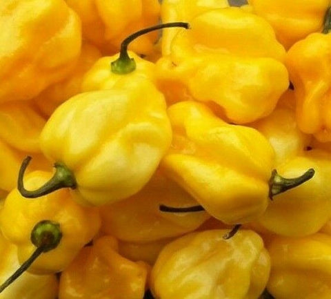 Yellow Cherry Hot Pepper