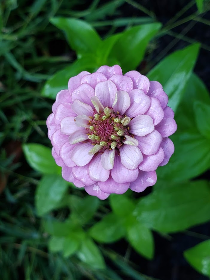 Zinnia, Giant of California BULK