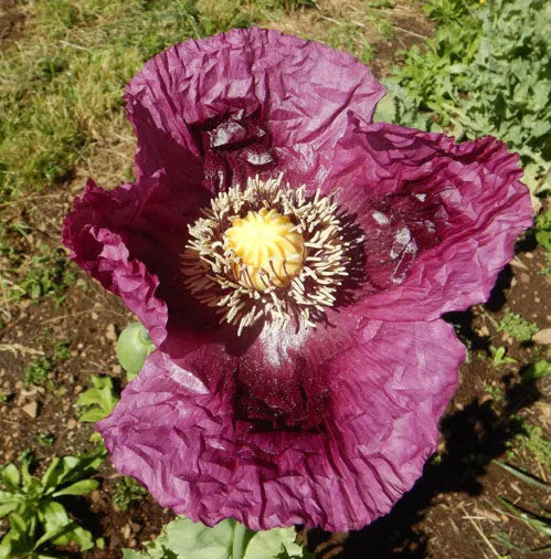 Zahir Poppy – Mary's Heirloom Seeds