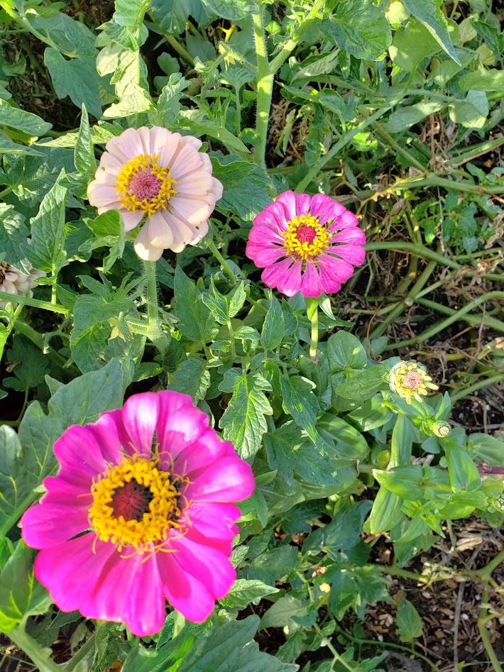Zinnia Mix BULK – Mary's Heirloom Seeds