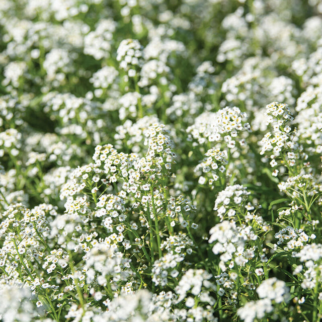 alyssum from seed to flower Sweet Alyssum
