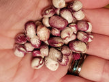 Mayflower Bean