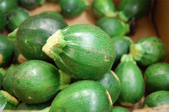 Round Zucchini