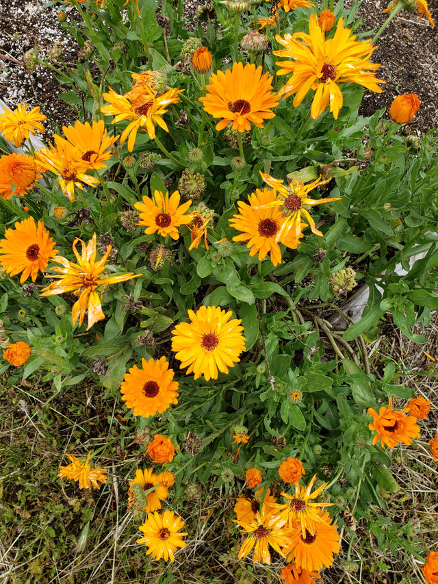 plant calendula seeds Calendula, Mix – Mary's Heirloom Seeds