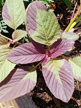 Red Garnet Amaranth