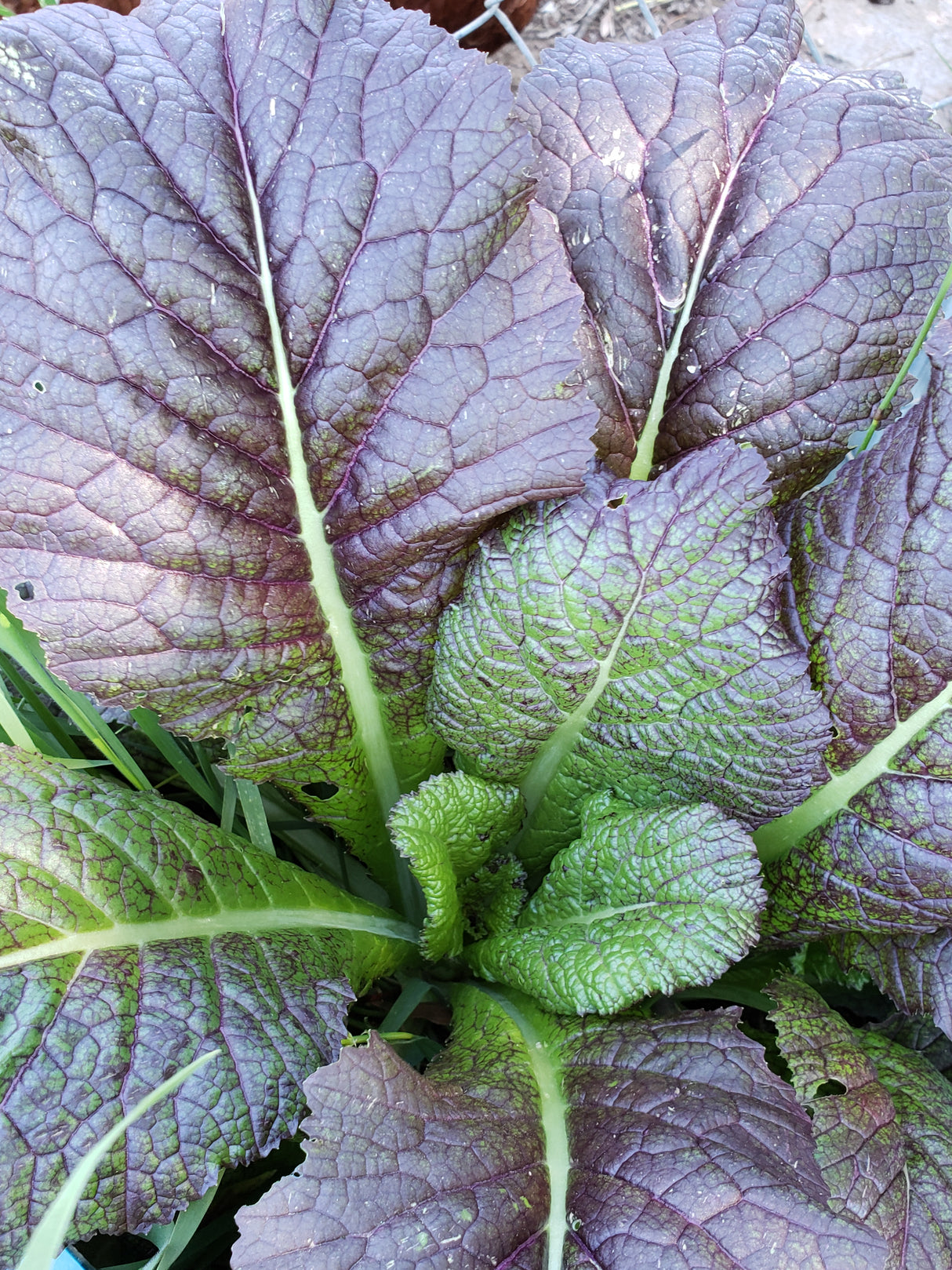 Osaka Purple Mustard