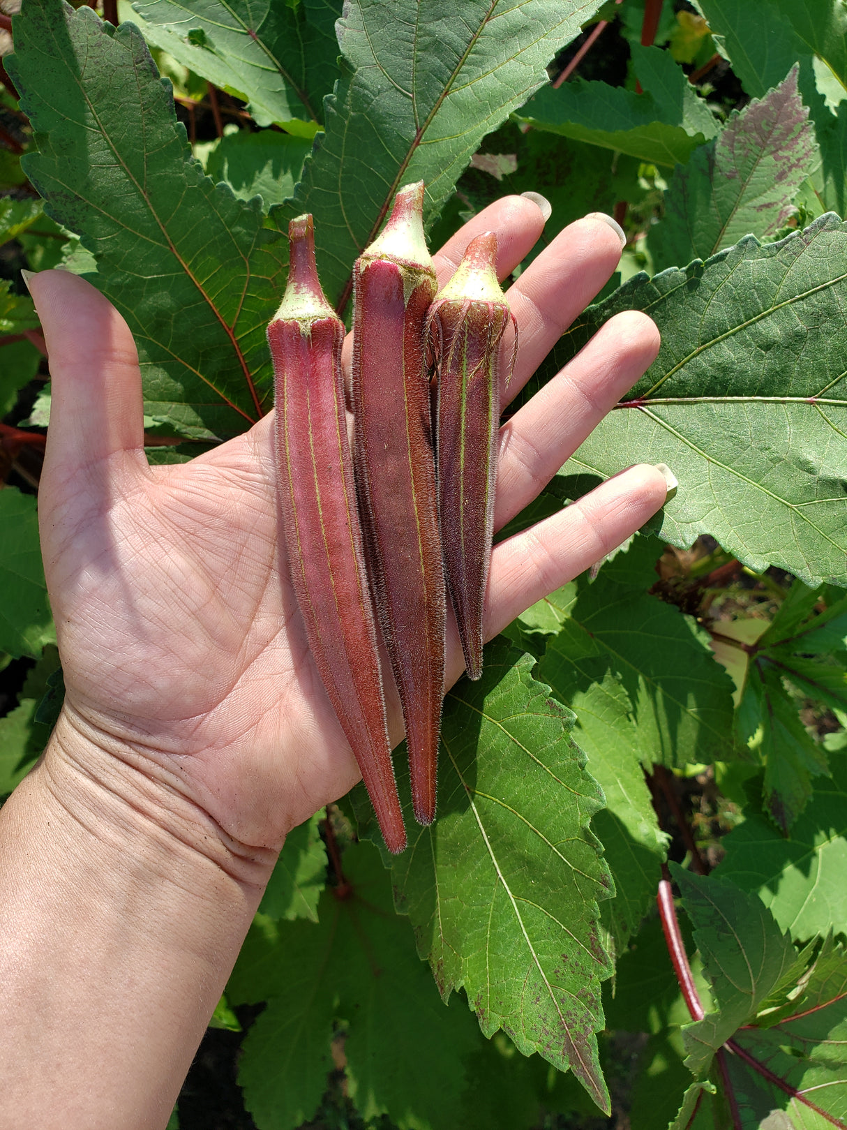 Burgundy Okra