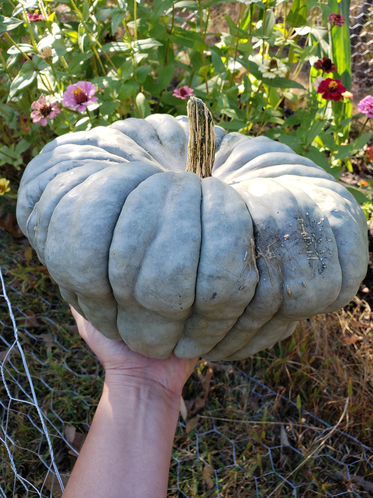 Queensland Blue Squash