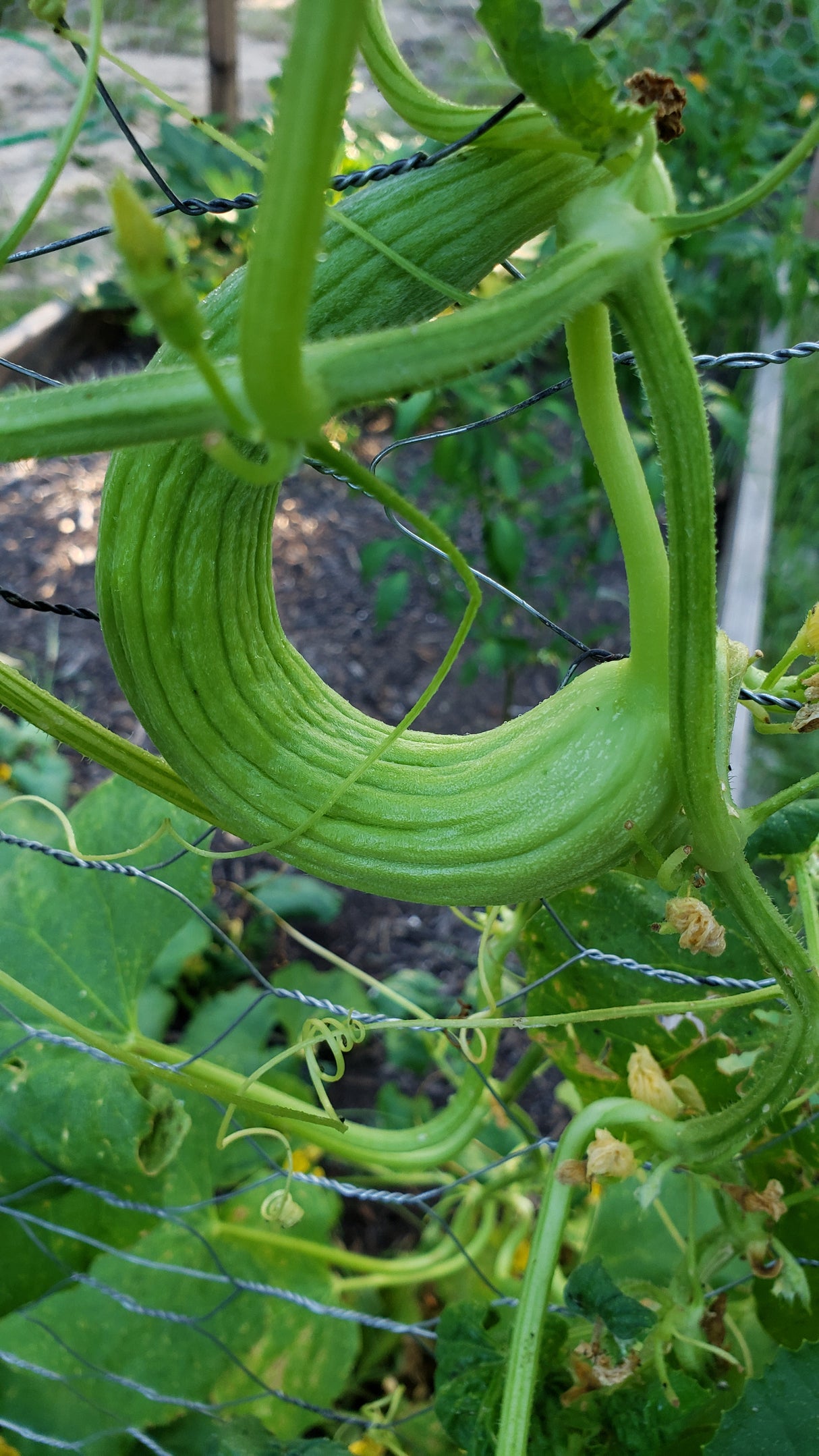 Armenian Cucumber