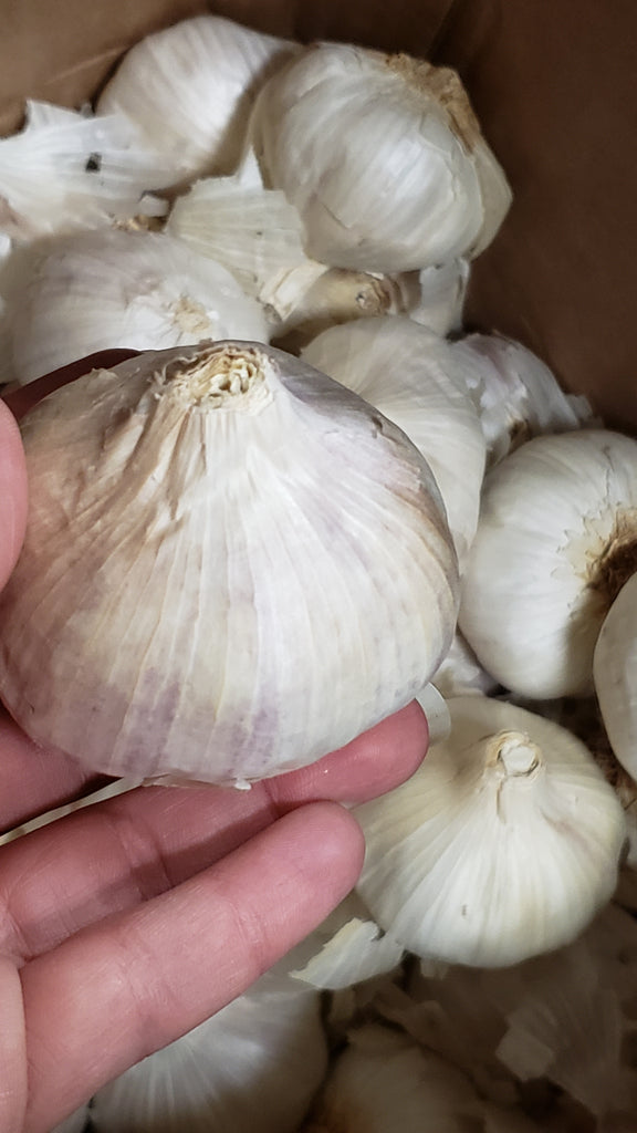 Purple Italian Seed Garlic