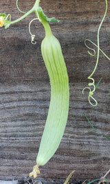 Armenian Cucumber