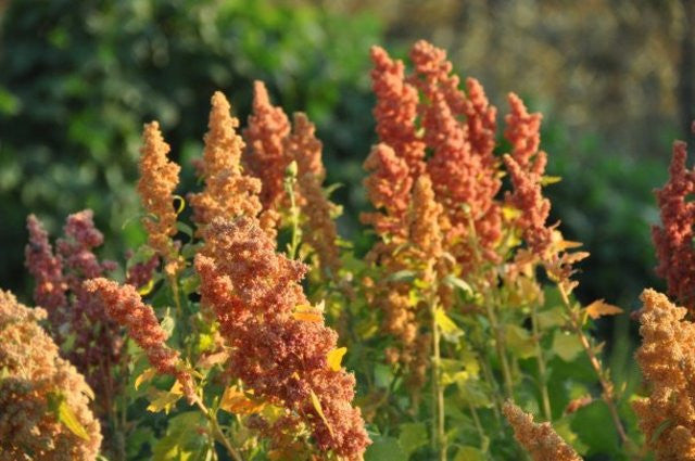 Brightest Brilliant Quinoa