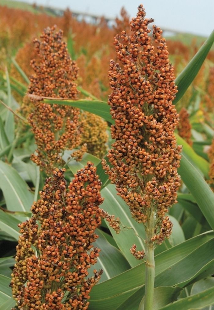 Rox Orange Syrup Cane Sorghum