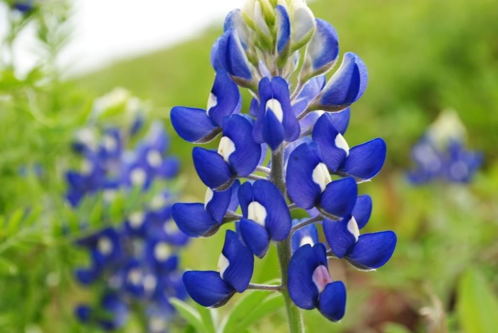 texas bluebonnet flower seeds Texas Bluebonnet