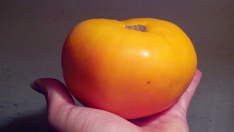 Amana's Orange Tomato