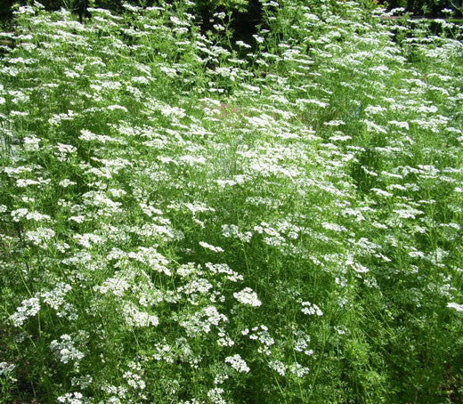 anise seeds to plant ANISE