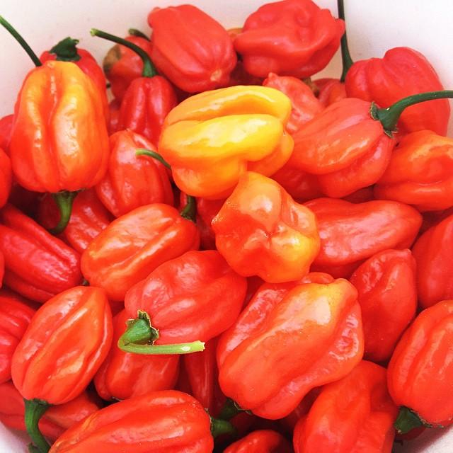 Aji Dulce Pepper