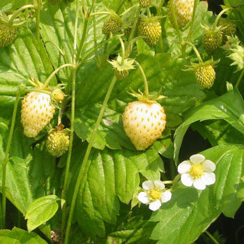 white soul alpine strawberry seeds White Soul Wild Strawberry