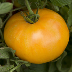 Amana's Orange Tomato