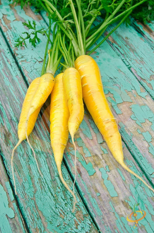 Amarillo Carrots