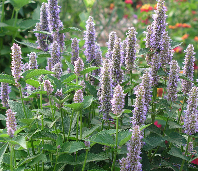 Anise Hyssop