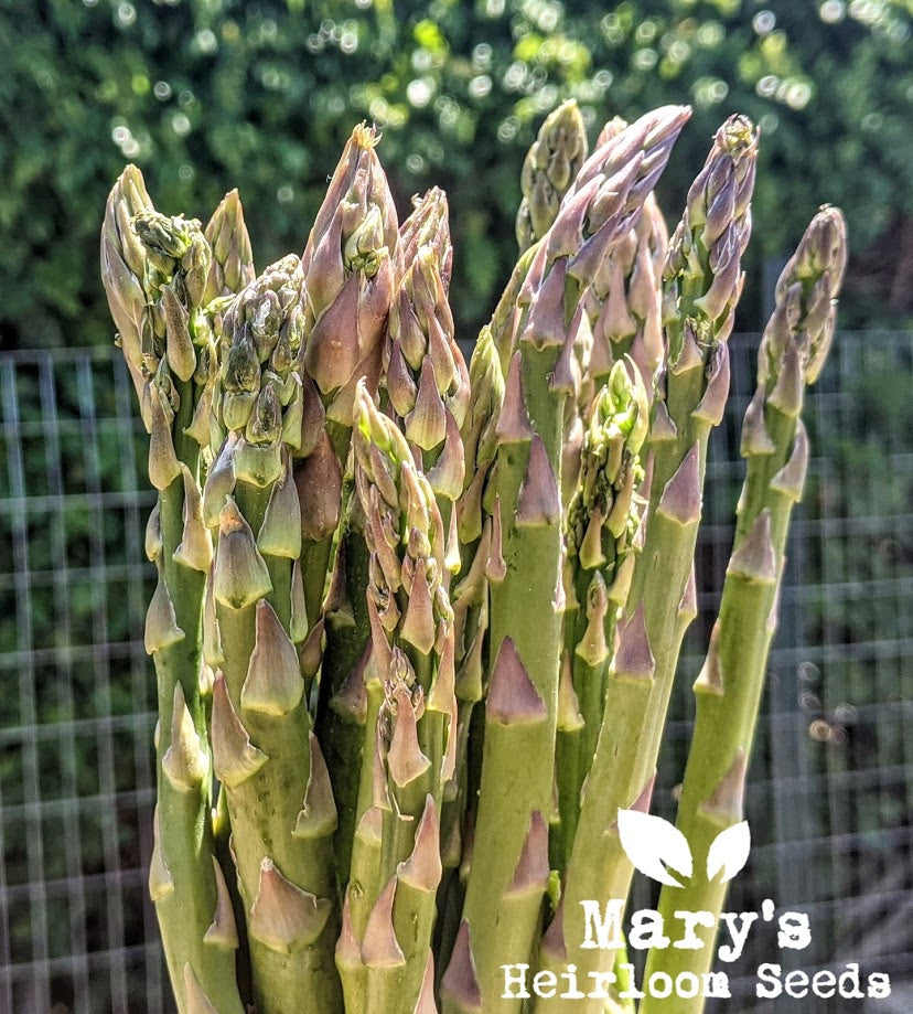 Mary Washington Asparagus (Asparagus officinalis)