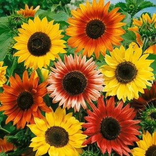 flower seeds sunflower Sunflower, Autumn Beauty Sunflower Mix – Mary's Heirloom Seeds