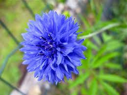 Cornflower