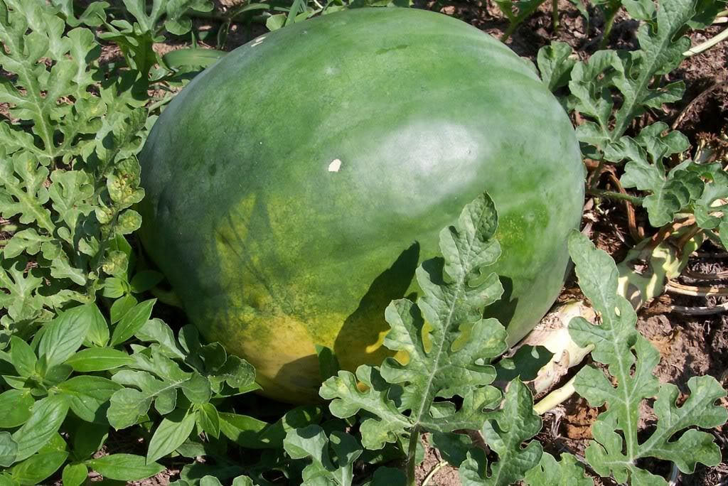 Black Diamond Watermelon