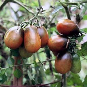 Black Plum Paste Tomato