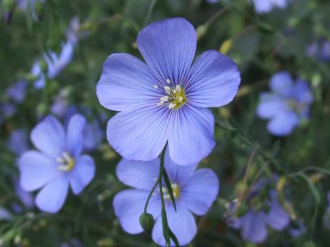 blue flower seed mix Wildflower Mix: Northwest – Mary's Heirloom Seeds