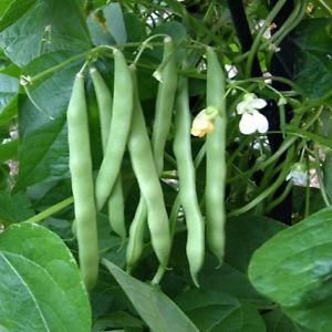 Blue Lake Pole Beans