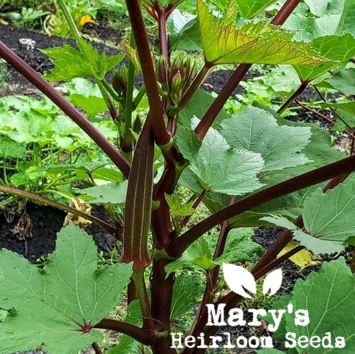 Burgundy Okra